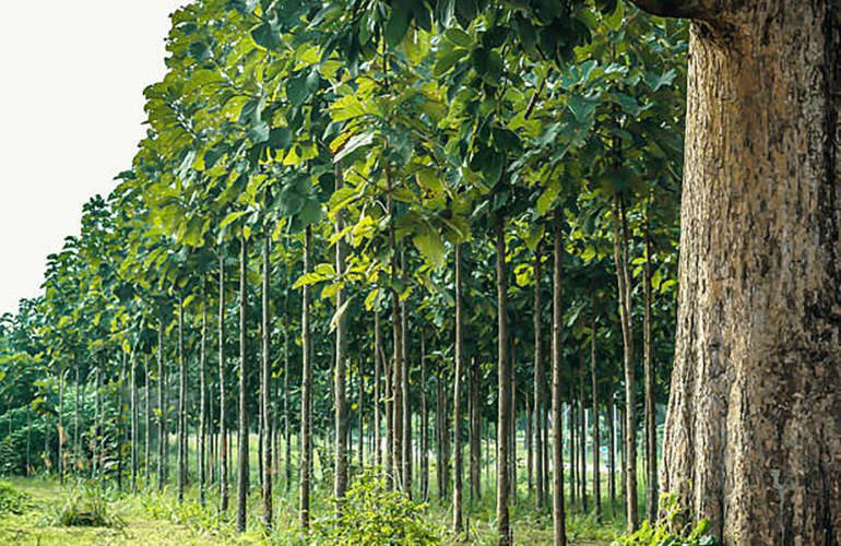 Aporte de la venta de madera a la economía de Costa Rica